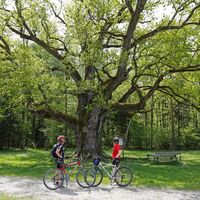 Bei der 1000jährigen Eiche in Bierbaum bei Bad Blumau