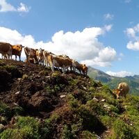 Kühe oberhalb der Gernalm Alpbach
