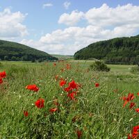 Bei Blumfeld