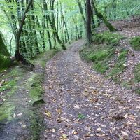 Waldweg oberhalb des Sirzenicher Baches