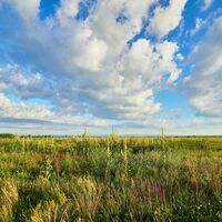 Steppe
