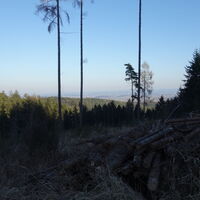 Forststraße Richtung Wermuthgraben