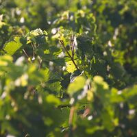 VIGNE_HEURISKO_HD (1)