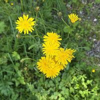 Flora