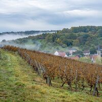 Wanderer in den Weinbergen