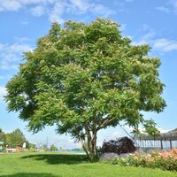 Götterbaum