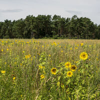 Landschaft der Göhrdeschlacht