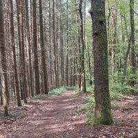 Anstieg hinter Hirschhorn