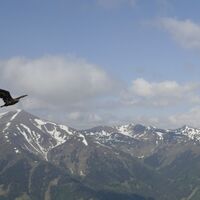 Ein Adler streift durch die Lüfte