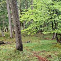 Hier der Wald in dem der Aufstieg stattfindet, unten noch geringe Hangneigung und völlig frei von Hindernissen.