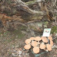 Pilzbskulptur am Packer Naturlehrpfad