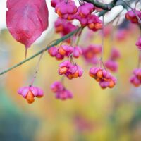 Pfaffenkapperl im Herbst