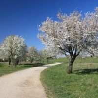Wanderweg am Nordsee und blühende Obstbäume