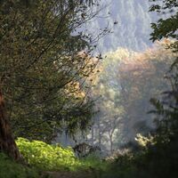 Tourismus Service Bergstrasse Burgensteig Mystisch Wald Sven Sasse Roesch