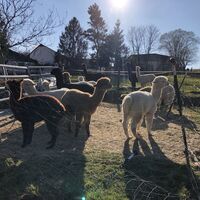 Alpakas im Haubachtal