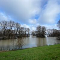 Rheinaue im Hochwasser