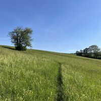 Auf diesem hier; hinter dem Baum da vorne ..