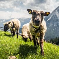 Schafe bei der Wangalm