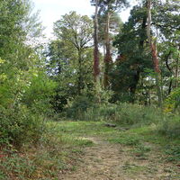 am Forstweg zum Sonnberg