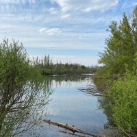 Wasserflächen in der Rheinaue