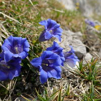 auch die Alpenflora - hier der Clusius Enzian - kommt nicht zu kurz
