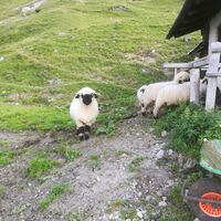 Schwarznasenschafe auf der Sulzkaralm