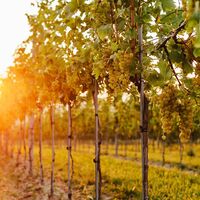 Weinberge in Traismauer