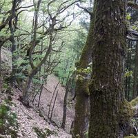 Verwunschene Waldpassage Richtung Burg Neu-Wolfstein