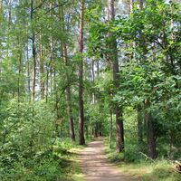 Waldweg am Rollstuhlwanderweg