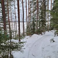 Pfad im Winterwald am Ufer des Saimaa-Sees