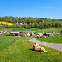 boebikon-wiese-mit-kuh