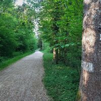 Wald Rothonne bei Belley