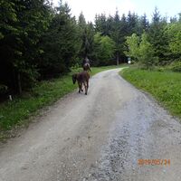 Reiterin mit Eselsbegleitung