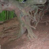 Hängende Buche vor Neuhemsbach 02