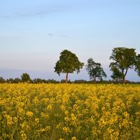 Rapsfeld bei Lübbow