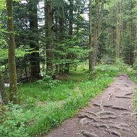 Über Stock und Stein an der Eyach