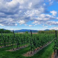 Apfelgarten_St. Ruprecht an der Raab_Oststeiermark