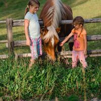 Haflingerponys beim Plesch (c) TV Region Graz-Mias PhotoArt