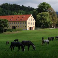 Außenhof Wilhelm mit Junghengsten