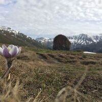 Anemone auf dem Weg ins Val S-charl