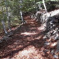 Bosco di Pian Prà