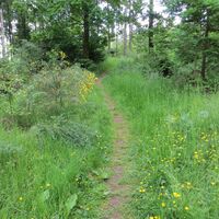 Traumhafter Waldpfad