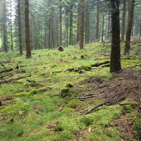 Wald bei Nuttlar Evenkopfhütte