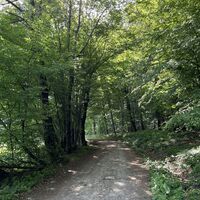 .. und dann links auf schattigem Forstweg entlang des Großen Buchkogels weiter