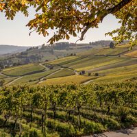Aussicht über Reblandschaft vom Grillplatz "Tisch und Bänk"