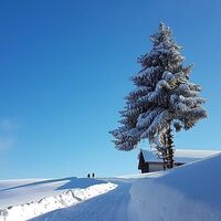 Rodelbahn Brüggelekopf, Alberschwende