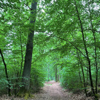 Waldweg im Rießel bei Bad Bevensen