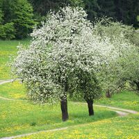 Frühling im Thermen- & Vulkanland
