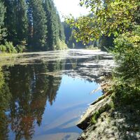 Poppelsee