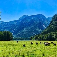 Offensee